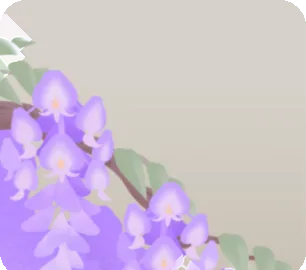 近くに咲く藤の枝の画像