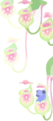 ヒメツボカズラの画像