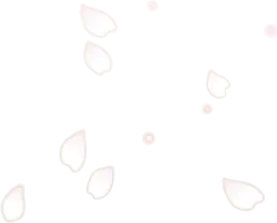 舞い散る白桜の花びらの画像