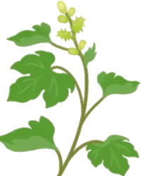 ミニ雑草・オナモミの画像