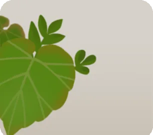 大きな葉の観葉植物の画像
