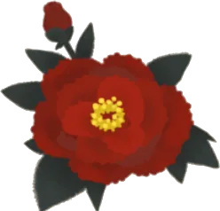 牡丹の花の画像