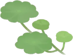 浮かぶ水草・手前デコ左の画像