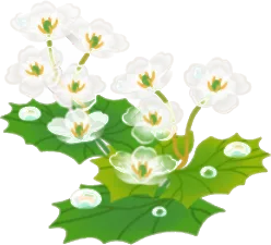 濡れた透明なサンカヨウの画像