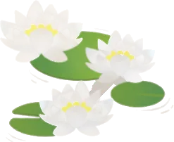 白いスイレンの花の画像