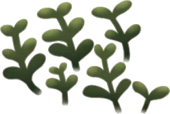 広がる小さな水草・左の画像