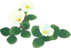 白いフヨウカタバミの画像