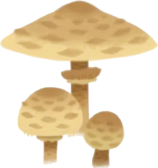 小さなカラカサタケの画像