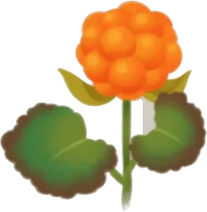 小さなクラウドベリーの画像