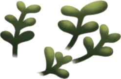 広がる小さな水草・右の画像