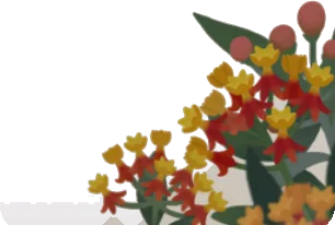 屋敷を埋め尽くすアスクレビアスの画像