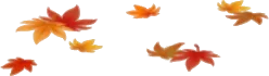 いろんな色の落ち葉の画像