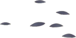 落ちた南天の葉の画像