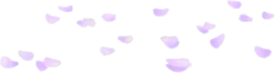 散った藤の花びらの画像