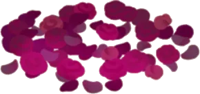 赤薔薇の散る丘の画像