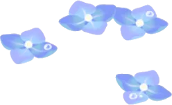 雨粒付きの散らばる紫陽花の装飾花の画像