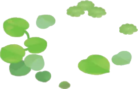 浮かぶ水草・ラグの画像