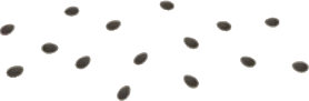 お弁当のゴマの画像