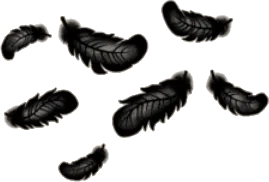 ふわふわの黒い羽根の画像