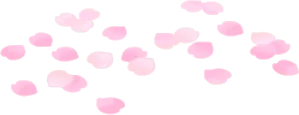 桜の花びらの絨毯の画像