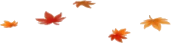 舞い落ちたもみじの葉の画像