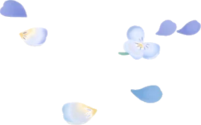 ビオラの花びらの画像