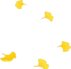 舞い落ちたイチョウの葉の画像