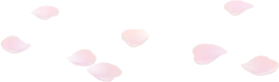 散らばる桜の花びらの画像