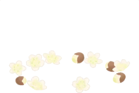 散らばったビワの花の画像