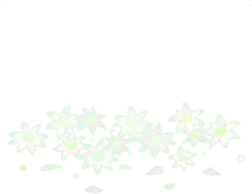 散らばったフランネルフラワーの画像