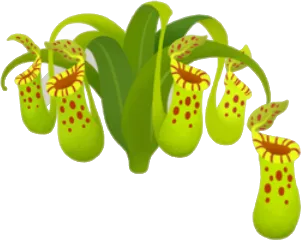 ウツボカズラの木の画像