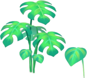瑞々しいモンステラの木の画像
