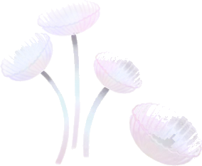 透き通ったザラエノヒトヨタケの木の画像