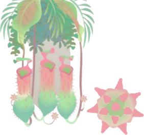 トゲツボカズラの木の画像