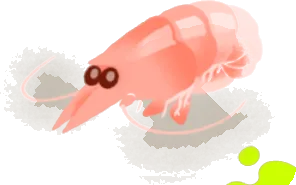 リヴリーに懐くサクラエビの画像