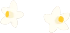 2輪の橘の花の画像