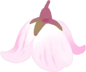 桜のチューリップハットの画像