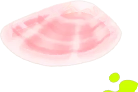 拾ってきた桜貝の画像