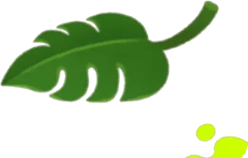 モンステラの葉の画像