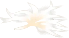 小さな綿羽の画像