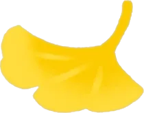 頭乗せイチョウの画像