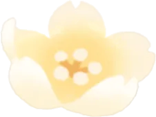 頭乗せ金桜の画像
