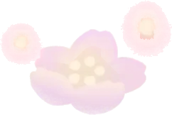 淡い光を放つ桜の画像