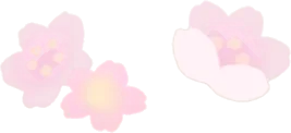 散りばめられた小さな桜の花の画像
