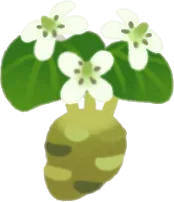 ちょこんと山ワサビの画像