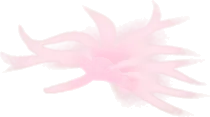 小さな綿羽・ピンクの画像