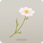 手持ちコスモス・ホワイト