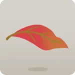 紅葉した落ち葉