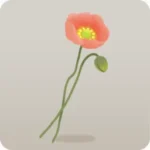 摘んできたポピーのお花
