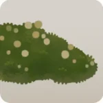 雨水を吸った苔